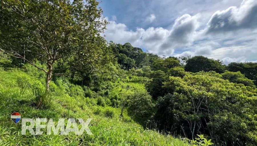 EN VENTA – 9.3 HECTÁREAS EN PLATANARES, PÉREZ ZELEDÓN, COSTA RICA  - Venta en Perez Zeledón, photo 7