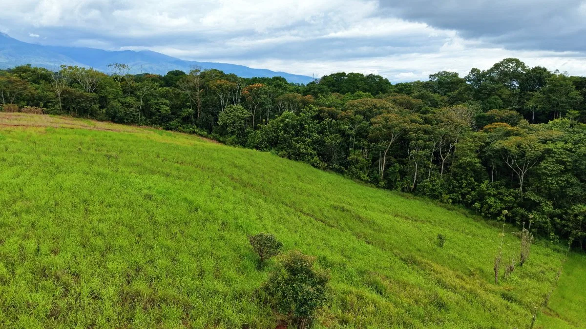 VENTA DE QUINTA DE 7.000 M2 EN SANTA CECILIA DE SAN PEDRO, PEREZ ZELEDON: CLIMA FRESCO Y VISTAS - Venta en Pérez Zeledón, photo 2