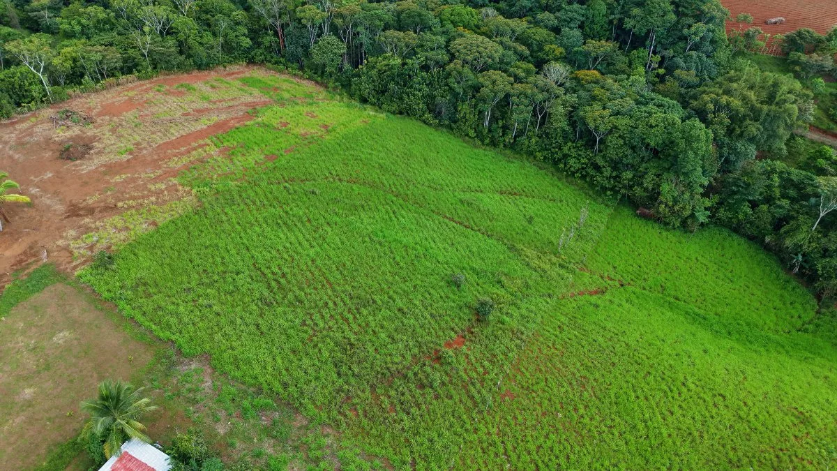 VENTA DE QUINTA DE 7.000 M2 EN SANTA CECILIA DE SAN PEDRO, PEREZ ZELEDON: CLIMA FRESCO Y VISTAS - Venta en Pérez Zeledón, photo 12