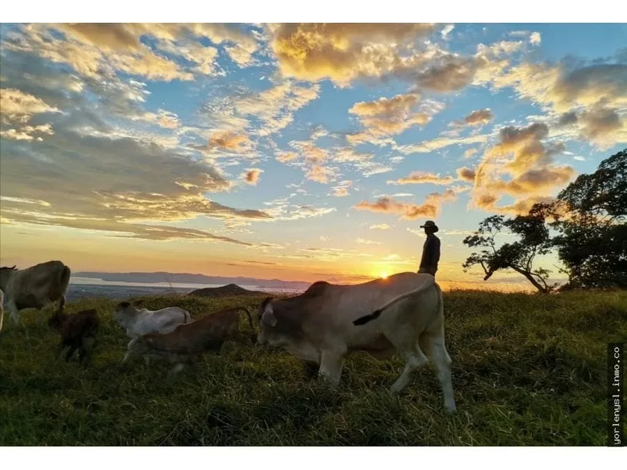 FOR SALE: FARM WITH NATURAL SPRINGS AND OCEAN VIEWS – MONTES DE ORO, PUNTARENAS