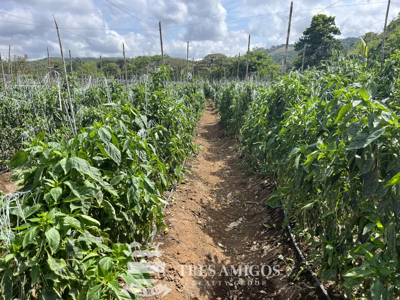 Aguas Claras Finca Perfecta, photo 8