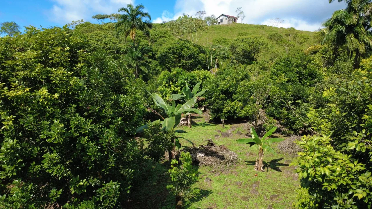 Income-Producing Tropical Farm for Sale in Pérez Zeledón, Costa Rica, photo 13