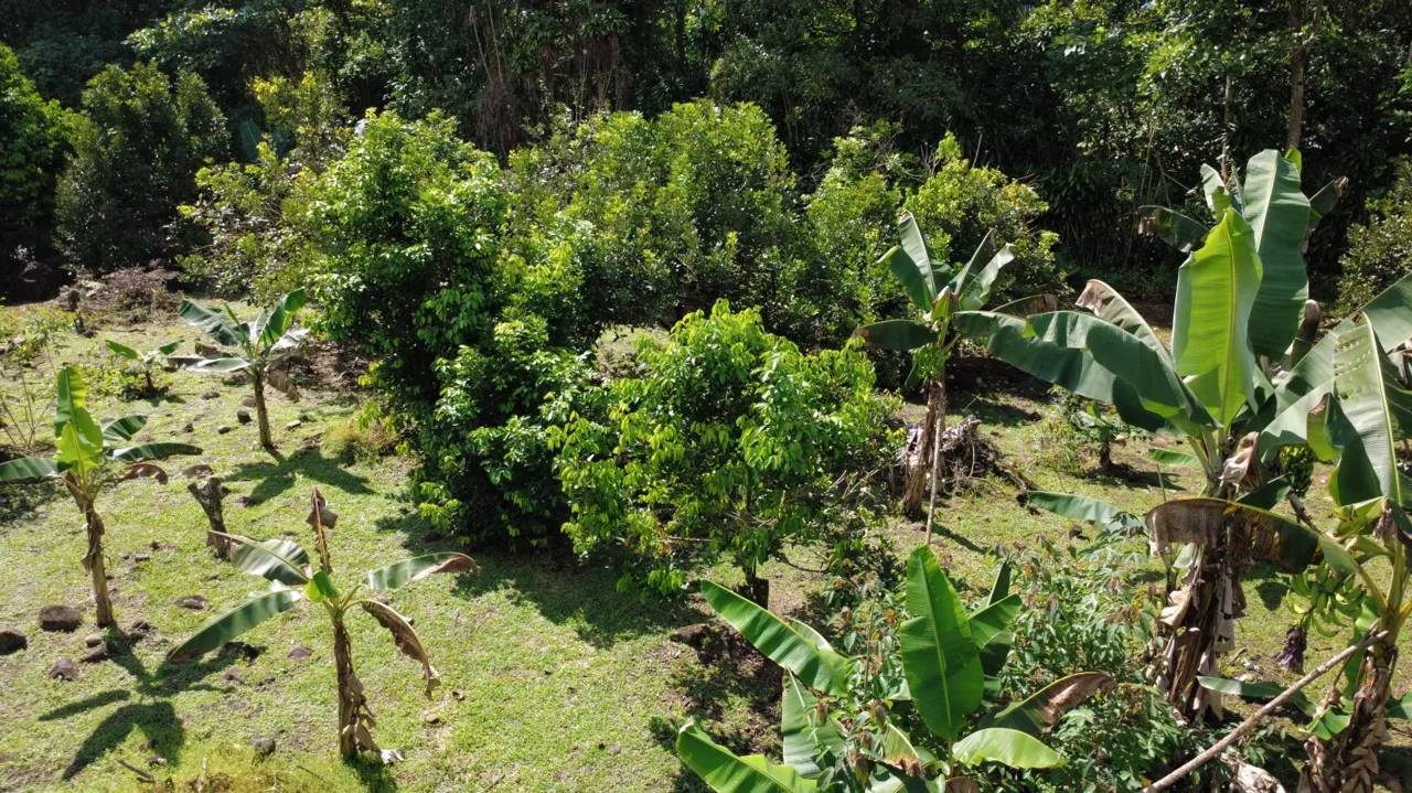 Income-Producing Tropical Farm for Sale in Pérez Zeledón, Costa Rica, photo 15