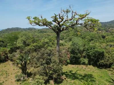 Exclusivo Oasis en Ojochal: Un Refugio Único de 3,8 Hectáreas, photo 3