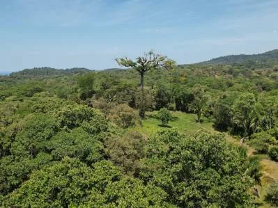 Exclusivo Oasis en Ojochal: Un Refugio Único de 3,8 Hectáreas, photo 10