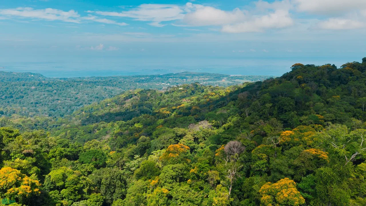 Uvita,, Puntarenas 60504