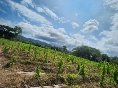 Terreno de 263.333 m² con Flora & Fauna Oportunidad de Inversión Sostenible en Entorno Excepcional, photo 6