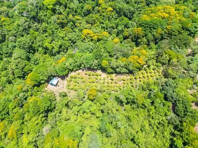 Granja frutícola con vista al valle de la cascada de 80 pies con cabaña, photo 6