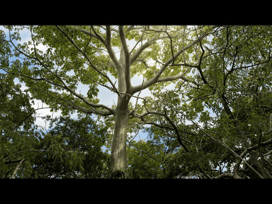 9,3 HECTÁREAS - PENÍNSULA DE PAPAGAYO - AGUA LISTA - ÁRBOLES RAROS
