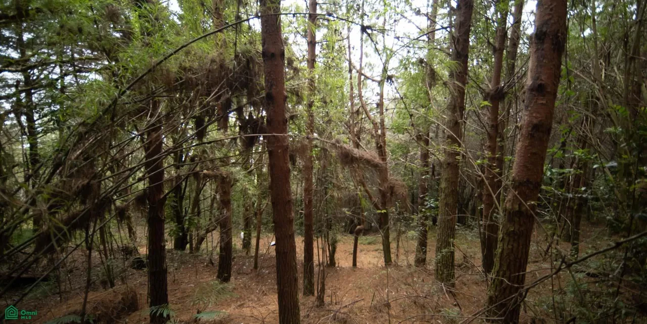 Finca de 594 Hectareas en Venta en Perez Zeledon - Conservacion y Bosque, photo 6