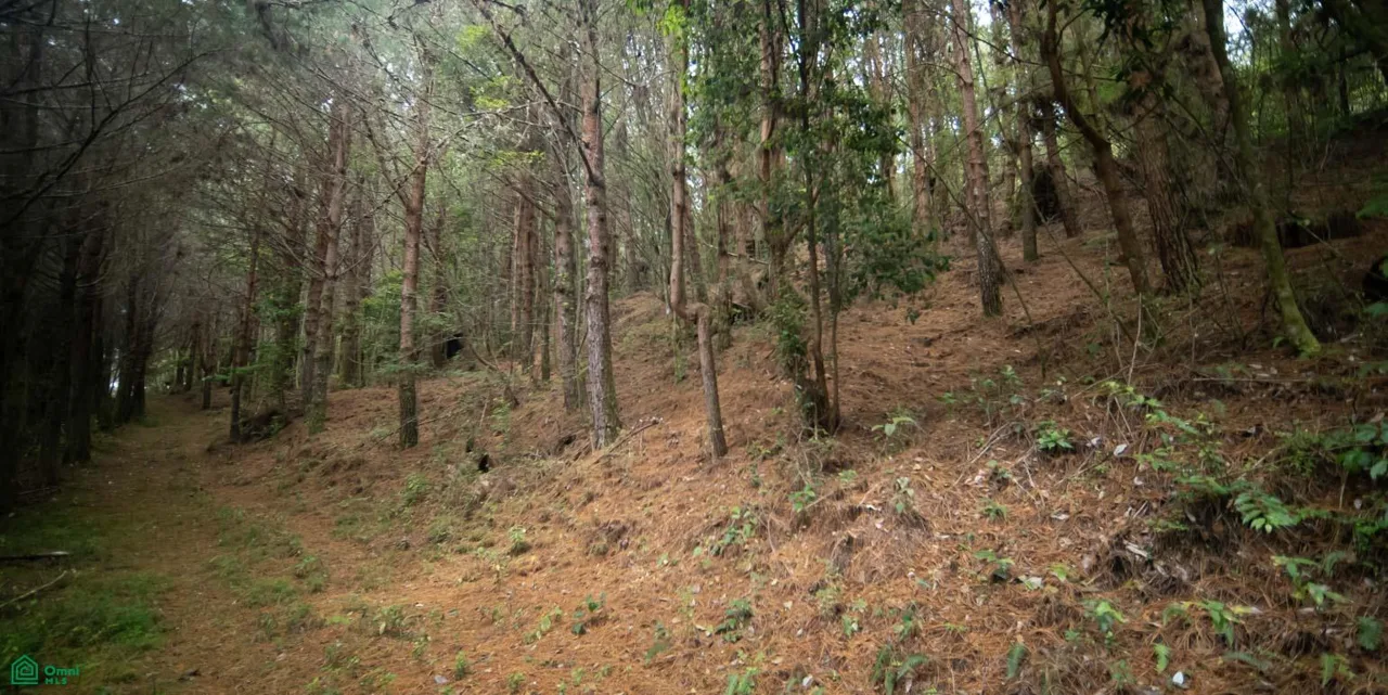 Finca de 594 Hectareas en Venta en Perez Zeledon - Conservacion y Bosque, photo 9