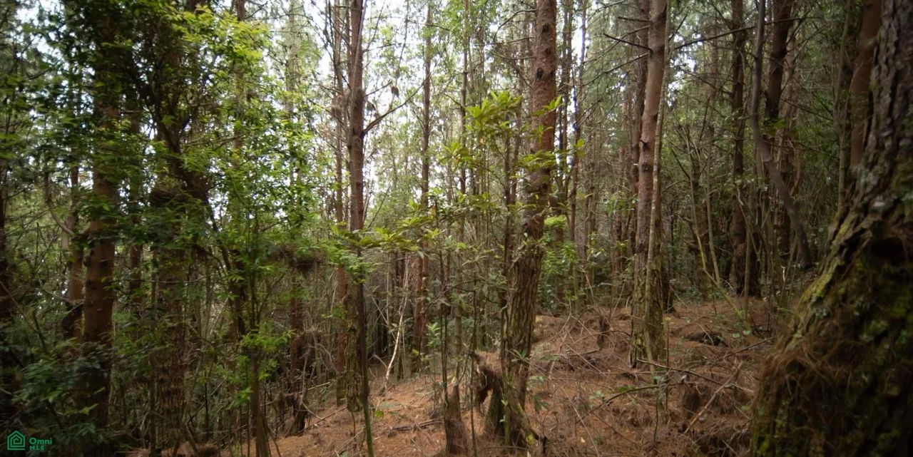 Finca de 594 Hectareas en Venta en Perez Zeledon - Conservacion y Bosque, photo 10