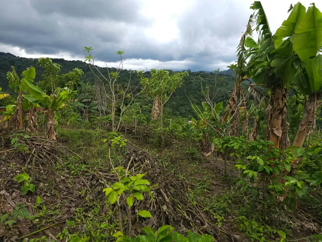 Land for Sale in Corralillo, Cartago