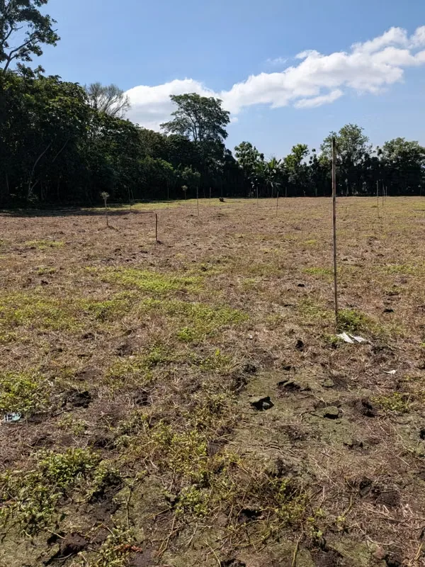 Se vende terreno en Santo Tomás, Santo Domingo. Cerca de Automercado y El Lagar. Propiedad rectangular totalmente plana. 6.652 metros cuadrados. Acceso a la calle frente a Automercado. ..., photo 3