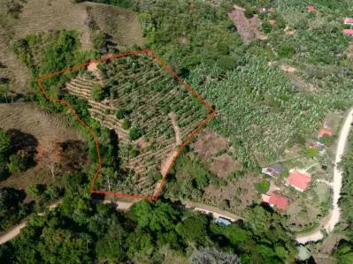Más de 2,5 acres en Ceibo, plantados con café y frutas