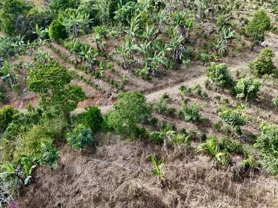 Más de 2,5 acres en Ceibo, plantados con café y frutas, photo 2