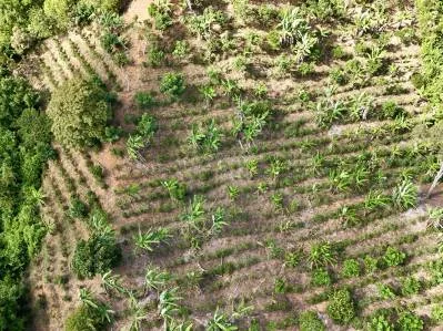 Más de 2,5 acres en Ceibo, plantados con café y frutas, photo 3