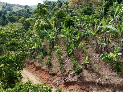Más de 2,5 acres en Ceibo, plantados con café y frutas, photo 4