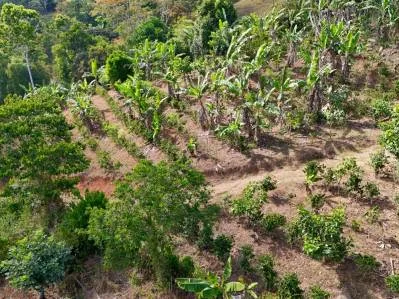 Más de 2,5 acres en Ceibo, plantados con café y frutas, photo 5