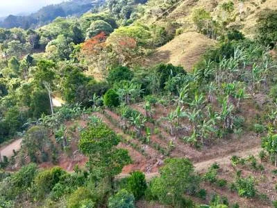 Más de 2,5 acres en Ceibo, plantados con café y frutas, photo 6