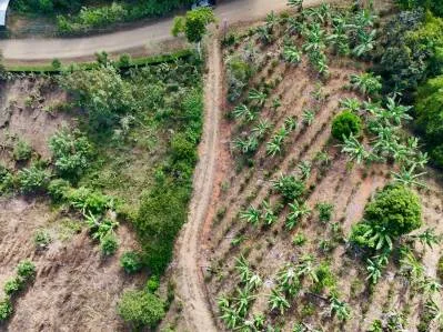 Más de 2,5 acres en Ceibo, plantados con café y frutas, photo 7