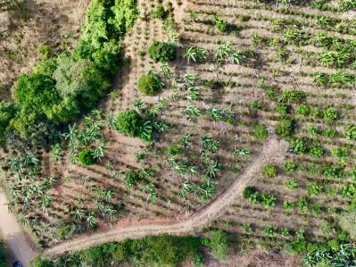 Más de 2,5 acres en Ceibo, plantados con café y frutas, photo 8