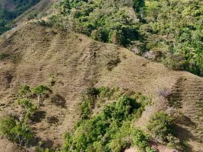 Más de 2,5 acres en Ceibo, plantados con café y frutas, photo 9