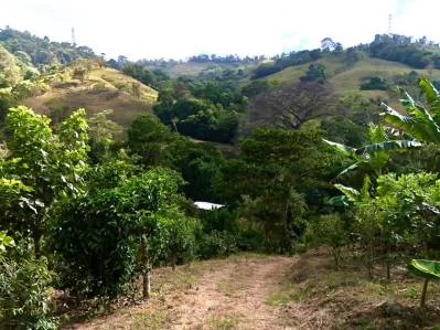 Más de 2,5 acres en Ceibo, plantados con café y frutas, photo 10