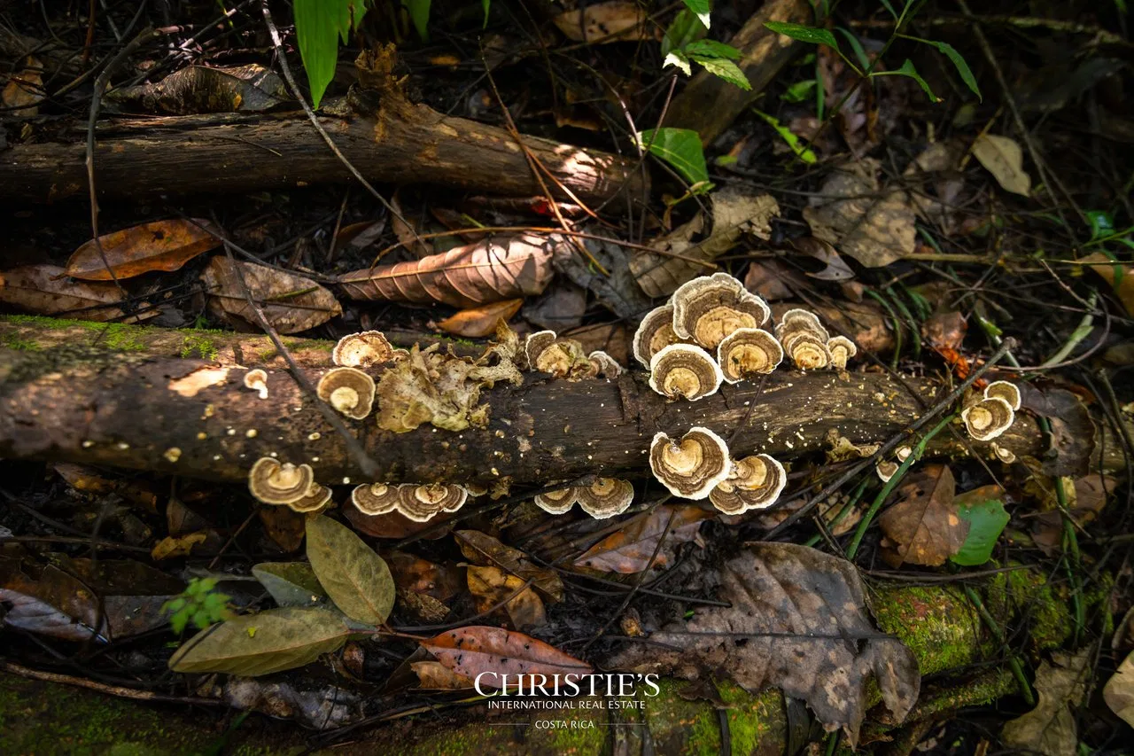 Biophilia Nature Preserve, photo 11