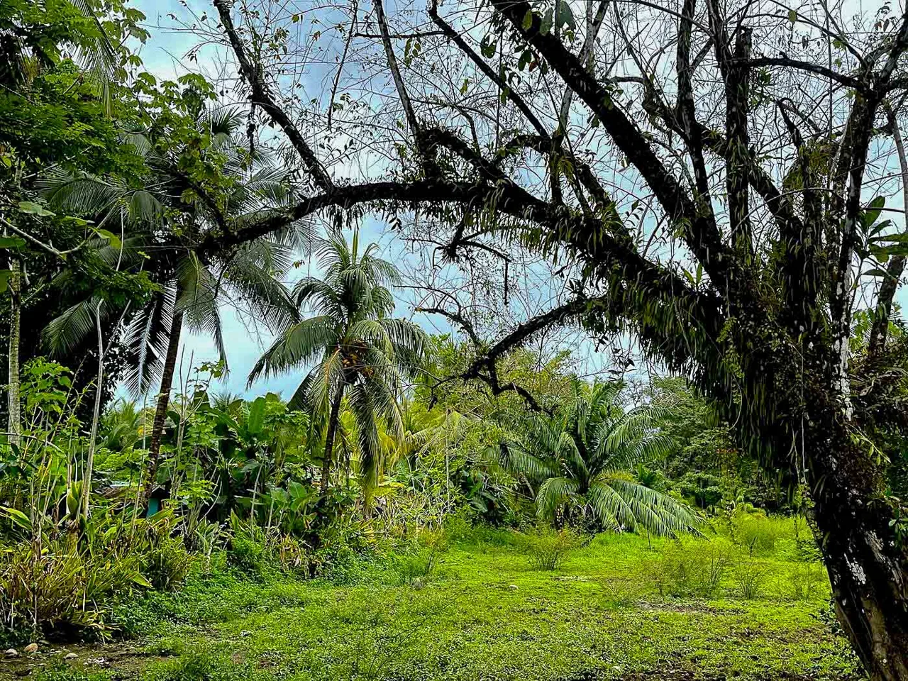 BUILDING PROPERTY WITH STEPS OF THE BEACH, IN LA COLONIA – 2.47 ACRES, photo 12