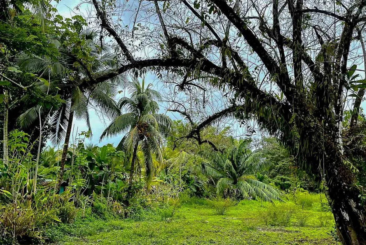 BUILDING PROPERTY WITH STEPS OF THE BEACH, IN LA COLONIA – 2.47 ACRES, photo 13
