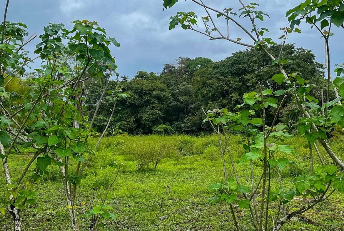 BUILDING PROPERTY WITH STEPS OF THE BEACH, IN LA COLONIA – 2.47 ACRES, photo 5
