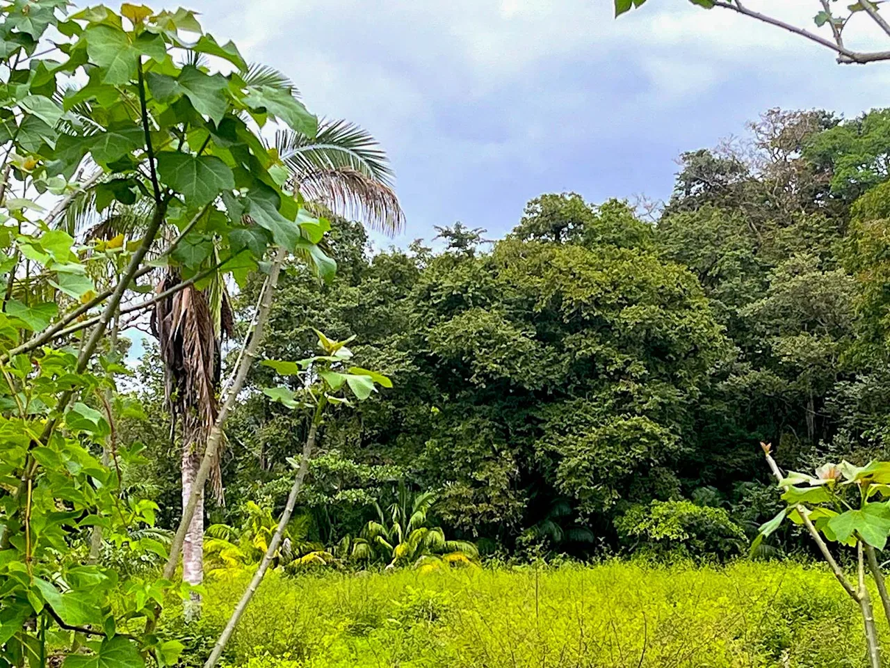BUILDING PROPERTY WITH STEPS OF THE BEACH, IN LA COLONIA – 2.47 ACRES, photo 6