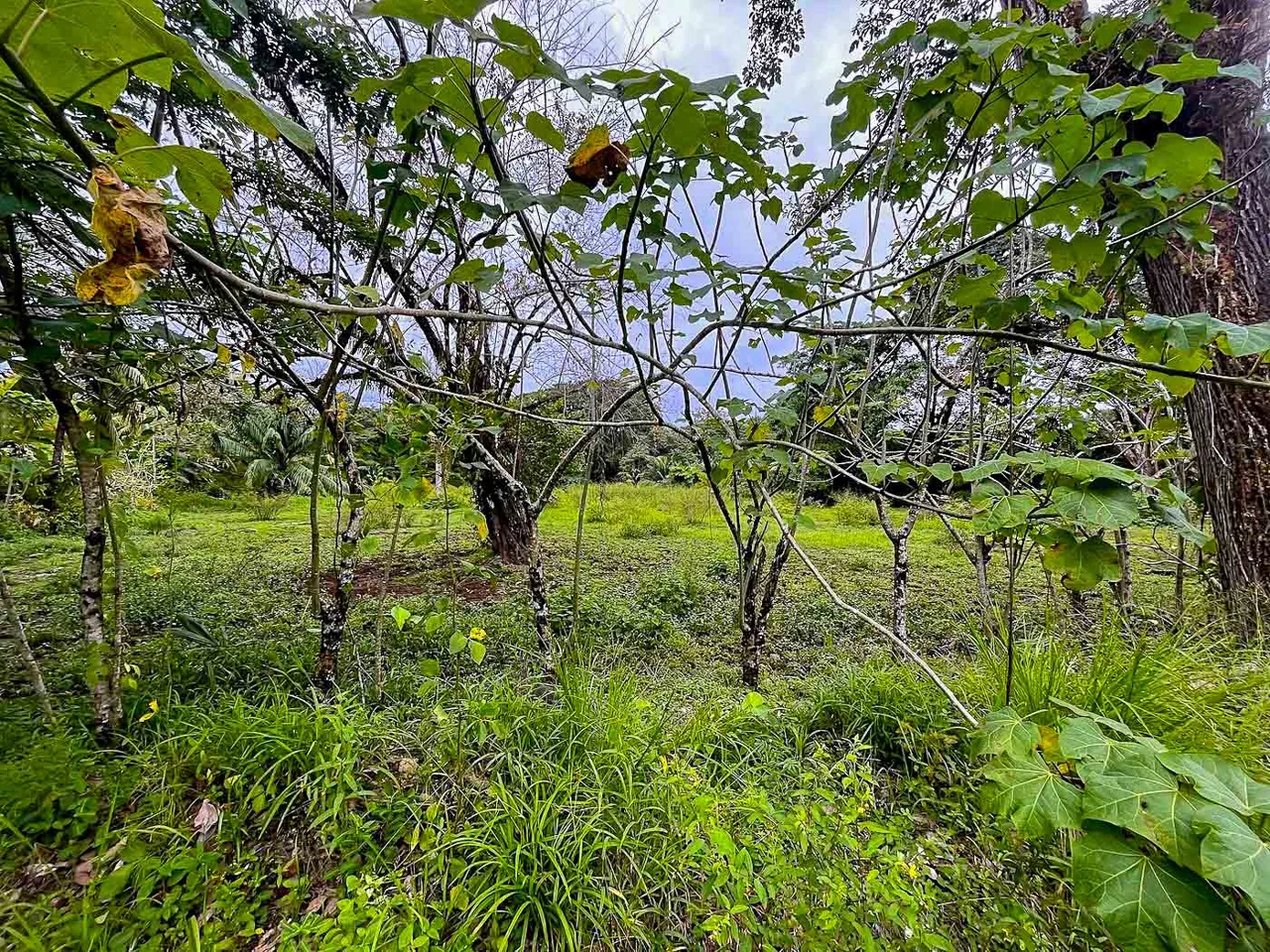 BUILDING PROPERTY WITH STEPS OF THE BEACH, IN LA COLONIA – 2.47 ACRES, photo 8