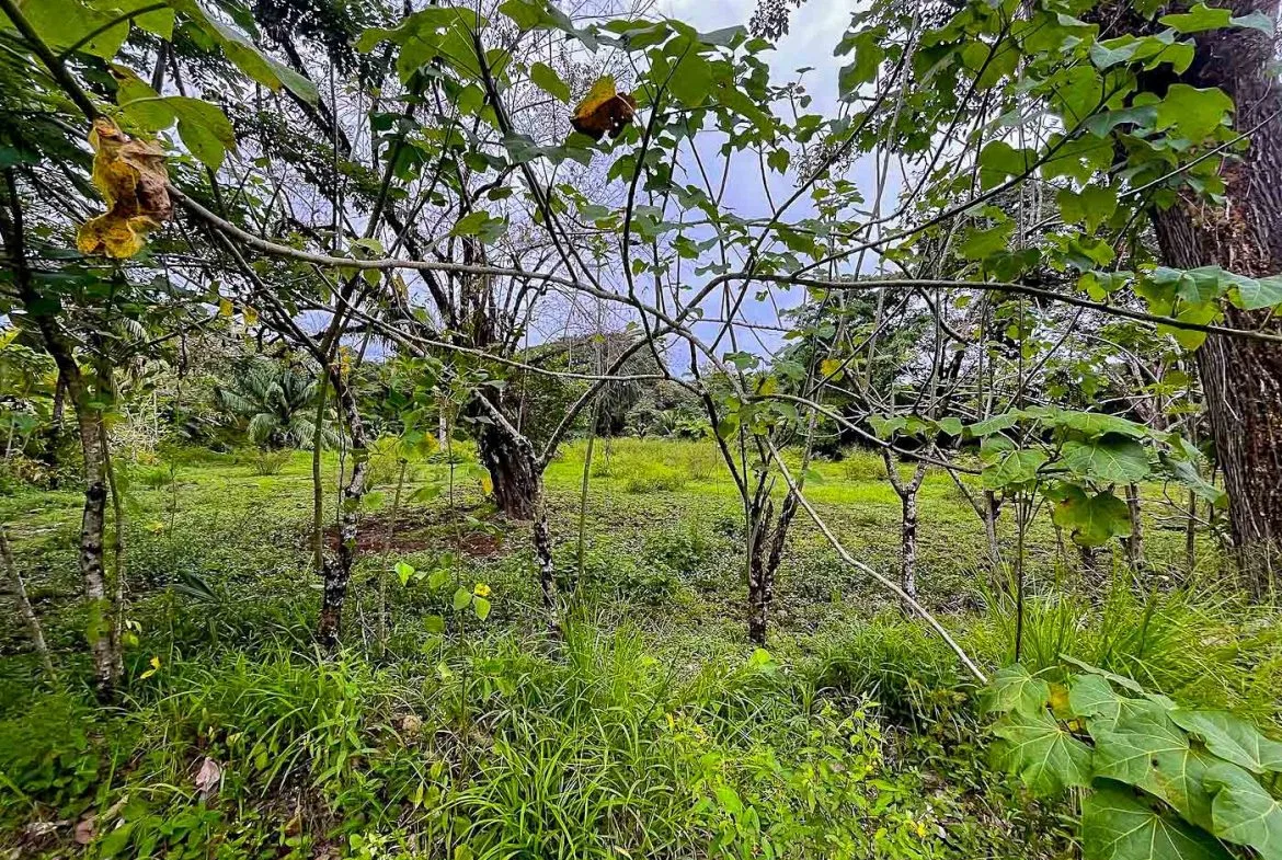 BUILDING PROPERTY WITH STEPS OF THE BEACH, IN LA COLONIA – 2.47 ACRES, photo 9