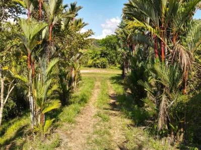 Prime Development Land With Stunning Ocean And Mountain Views In Ojochal, Costa Rica, photo 6