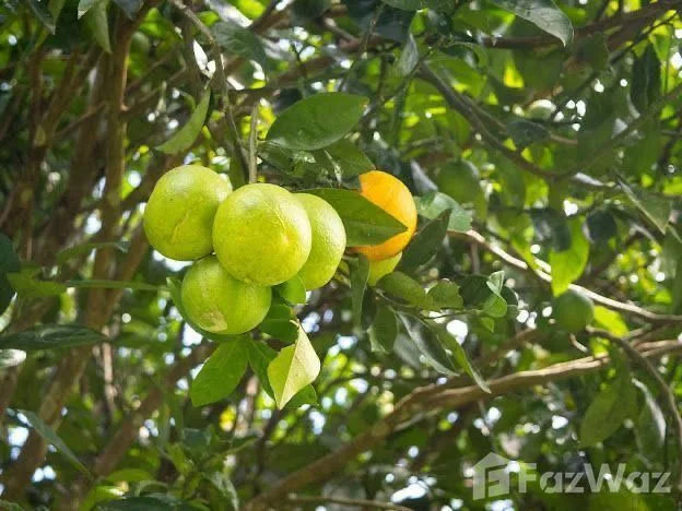 Land for Sale in Perez Zeledon, San Jose for $825,000, photo 10