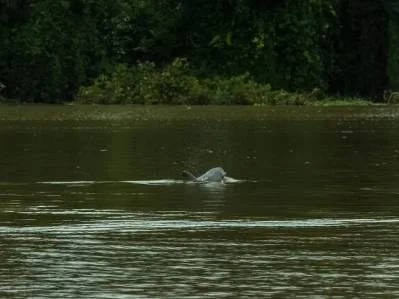 Excepcional Propiedad En Tortuguero, Situada Entre La Playa Y El Canal, photo 3
