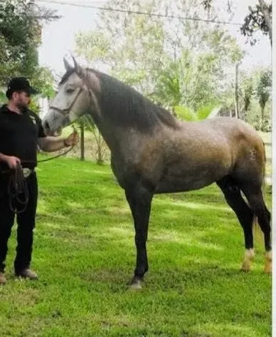 Equestrian and Agricultural Farm for Sale – 6 Ha – Stables and Houses, photo 7