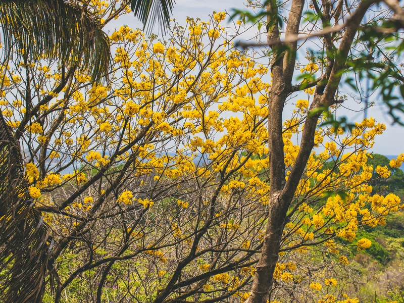 Land For Sale in Nosara, photo 6