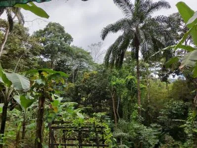 FINCA LA PAZ FARM WITH AMAZING MOUNTAIN VIEWS, CREEK AND COOL CLIMATE – 4 ACRES, photo 2