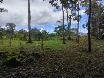FINCA LA PAZ FARM WITH AMAZING MOUNTAIN VIEWS, CREEK AND COOL CLIMATE – 4 ACRES, photo 4