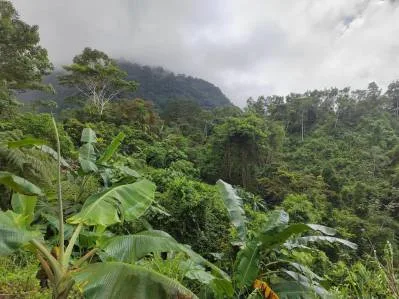 FINCA LA PAZ FARM WITH AMAZING MOUNTAIN VIEWS, CREEK AND COOL CLIMATE – 4 ACRES, photo 5