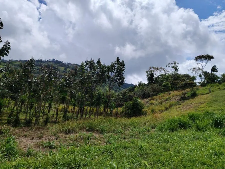 SE VENDE FINCA CERCA DEL RÍO CON POTENCIAL DE DESARROLLO - Venta en Perez Zeledón, photo 14