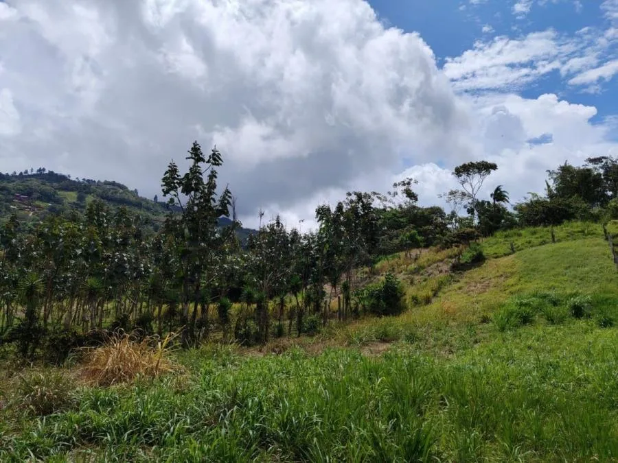 SE VENDE FINCA CERCA DEL RÍO CON POTENCIAL DE DESARROLLO - Venta en Perez Zeledón, photo 15
