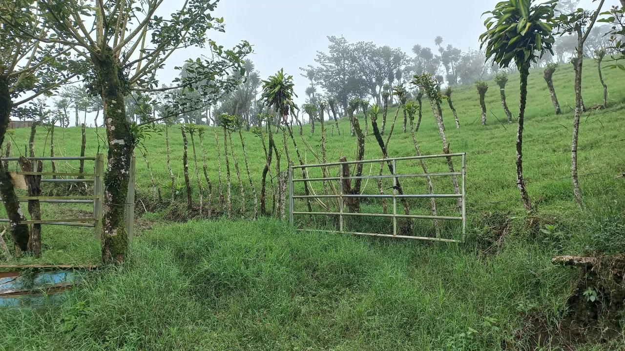 Lote en Venta en Volio ,San Ramon, photo 3