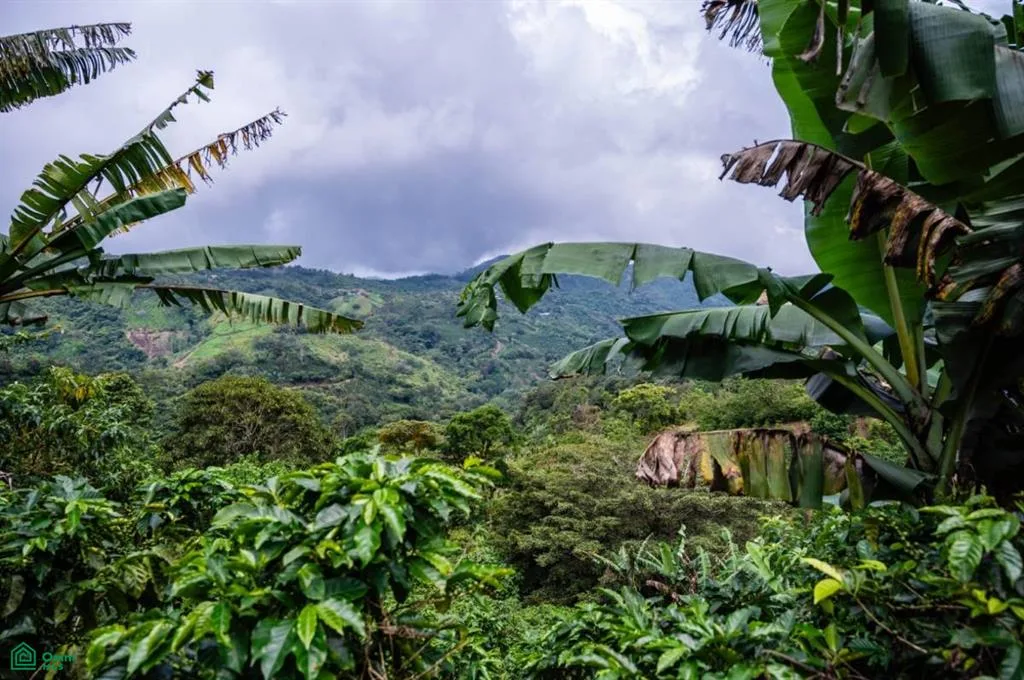 View Lots And Coffee Farm San Ramn Alajuela