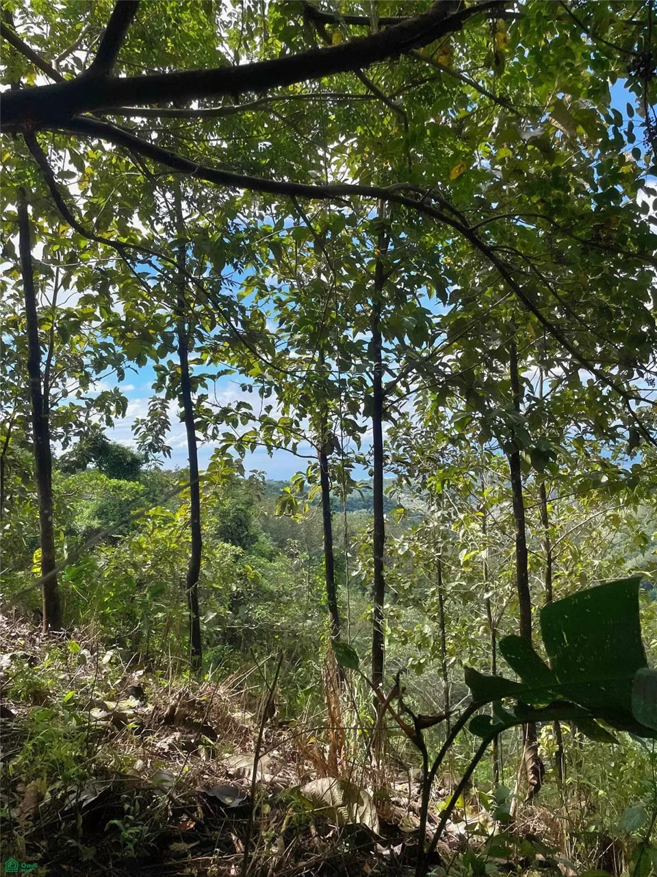 Ocean View Finca Playa Carrillo, photo 20