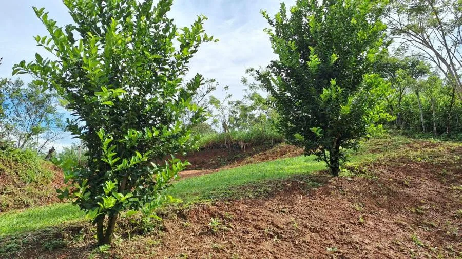LOTE SOSTENIBLE EN VENTA EN LA PRIVACIDAD DE PÉREZ ZELEDÓN, ROSARIO DE PACUAR - Venta en Perez Zeledón, photo 8