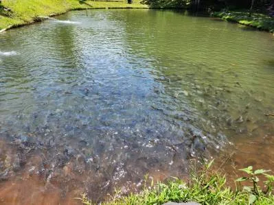 "Paraíso Natural: En La Linda de General Viejo, 13 Hectáreas de Serenidad y Oportunidades Únicas", photo 8